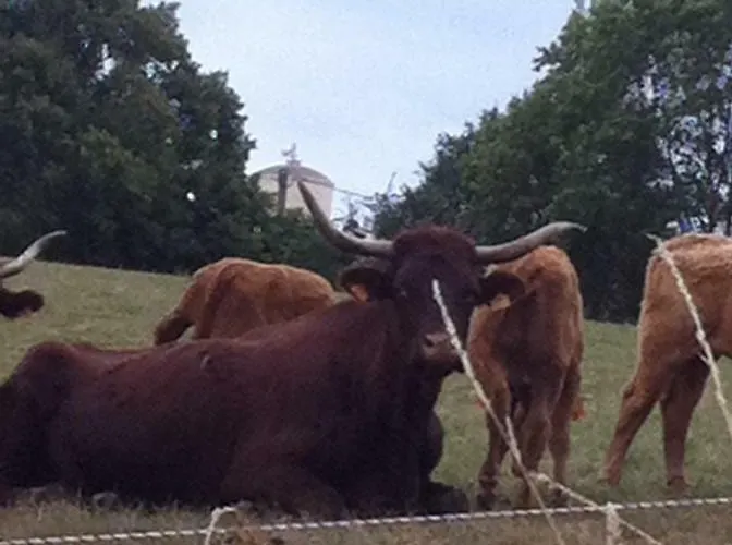 Konukevi D'escane Escanecrabe